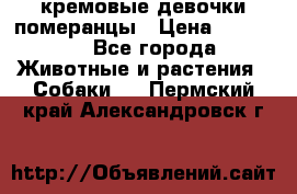 кремовые девочки померанцы › Цена ­ 30 000 - Все города Животные и растения » Собаки   . Пермский край,Александровск г.